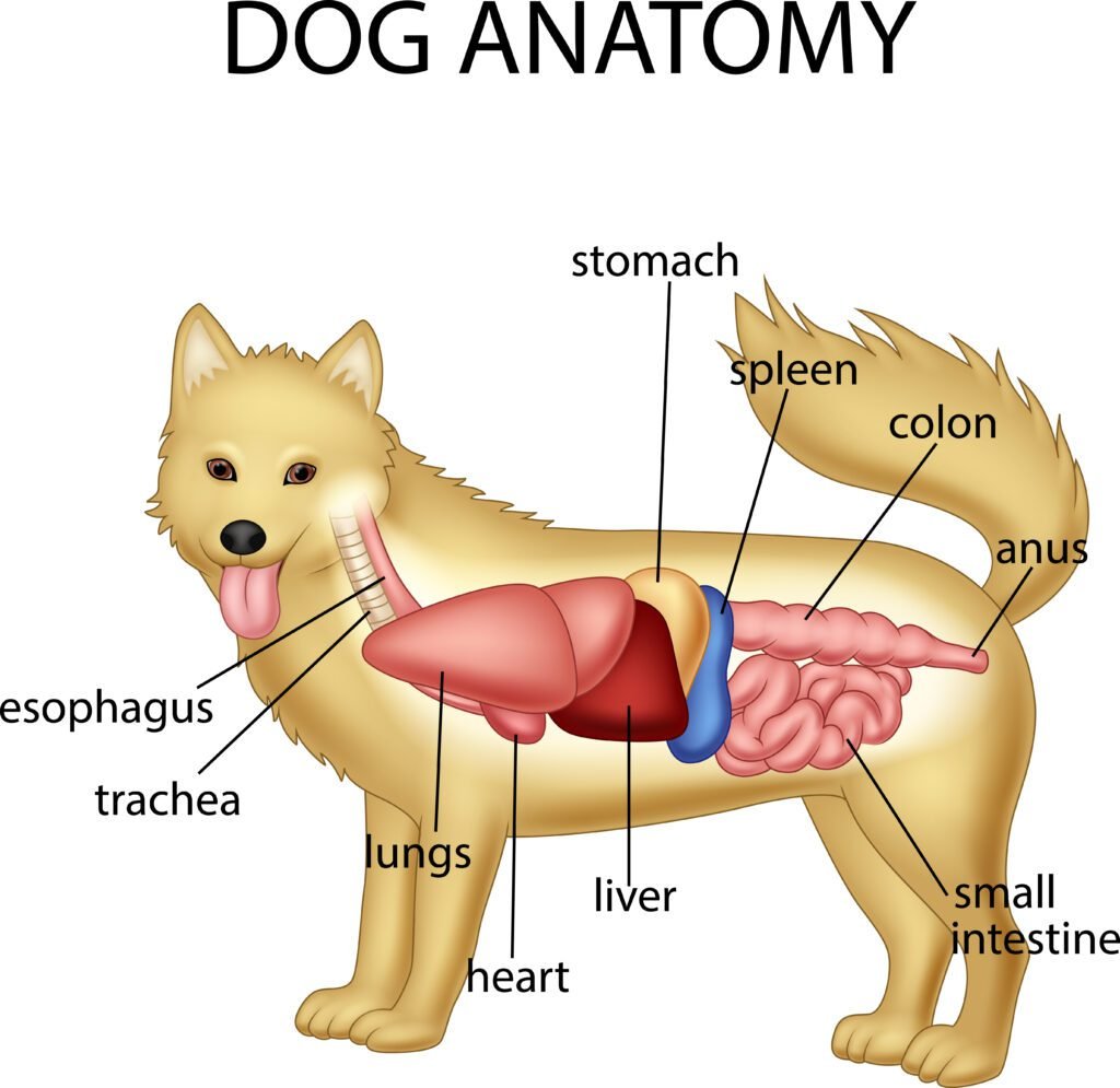 Diagram illustrating the anatomy of a dog, highlighting key body parts and their functions. Are dogs carnivores or omnivores?