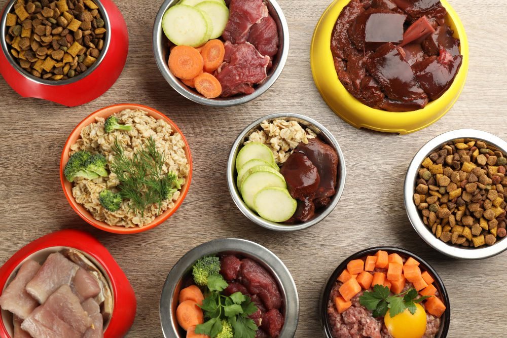 An array of bowls brimming with different types of Raw Dog food, highlighting a vibrant mix of colors and culinary styles. Are dogs carnivores or omnivores?