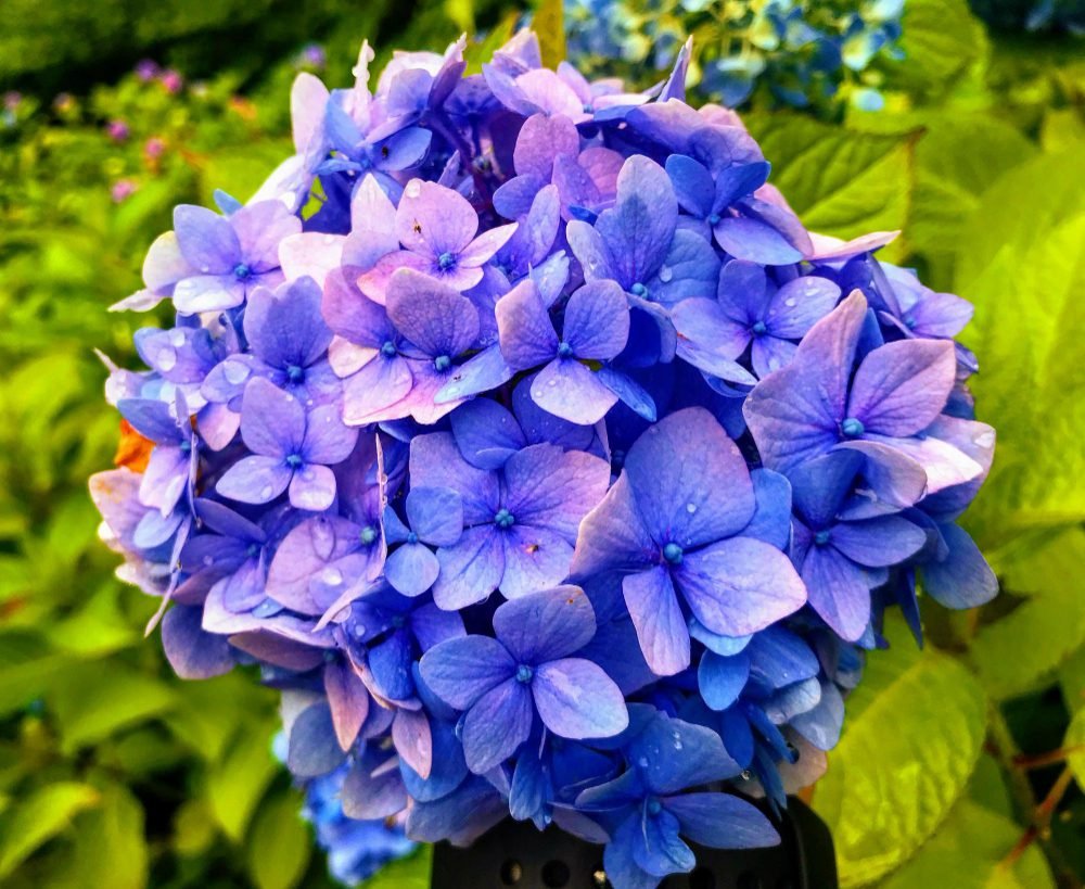 Close-up of a cluster of vibrant blue  Hydrangeas flowers with delicate petals and green leaves in the background.

